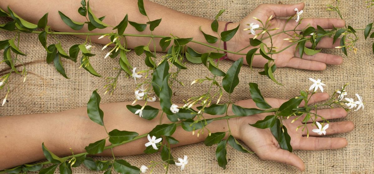Naturheilkunde – Hände mit Jasminblüten, Naturheilpraxis Kirchenbauer in Karlsruhe-Durlach